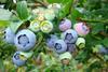 Heidelbeeren am Strauch
