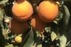 p42-44 ES persimmon B