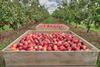 New Zealand apples being harvested