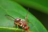 A fruit fly (photo by James Niland)