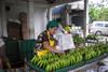 Ecuador: Bananenindustrie protestiert gegen Preissenkung von Bananen