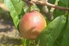 Staay stonefruit