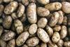 The most devastating of all diseases form potatoes has been discovered in the UK for the first time