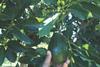 Myanmar Avocado Producer and Exporter Association pic1