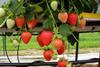 Total Berry inks development deal