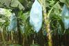 Philippines bananas