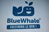 blue_whale_logo_2019.JPG
