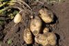 potato-1637280_1920