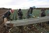 workers harvesting crops 1