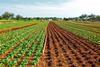 field lettuce farm crop free use
