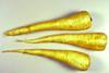 Flandria parsnips