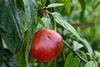 rocoto chili- joseoleas10-pixabay