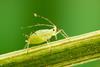 In trials the bioinsecticide has proved effective against aphids and other key pests