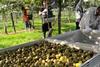 The kiwifruit harvest begins at Briant Brothers