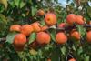 Italien: Kooperation von Apofruit und Guidi für Aprikosen-Vermarktung