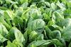 Organic spinach Adobe Stock