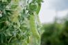 FairFruit snow peas2 - peru