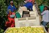 Südafrika: Mehr Zitronen und Navels nach Europa geliefert