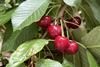 Argentine cherries