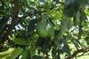 Avocados in Kenia