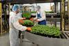 Fischer Farms vertical farm Norwich UK