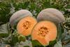 Melons 4 Kopie
