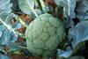 In 2025 some British broccoli growers had no option but to plough crop back into the fields or turn it into animal feed
