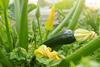 Das Angebot an Zucchini aus dem deutschen Anbau entwickelte sich aufgrund des kühlen Frühjahrs und der darauffolgenden Trockenheit erst zögerlich. Mittlerweile hat sich die Lage ins Gegenteil gedreht. Innerhalb kürzester Zeit sind die Angebotsmengen rasan