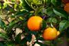 Japanese citrus Adobe Stock