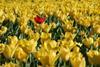 Tulip crisis fears in the Netherlands