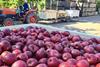 Flash Gala apple harvesting South Africa