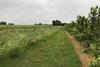 Flower strips next to an apple orchard can reduce pest control costs.
