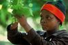 South African grapes wind down
