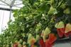 Driscolls Lusa strawberry