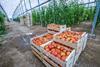 Tomato harvesting Almeria Spain Adobe Stock