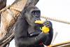 Gorillas Elika, Effie and baby Venus enjoyed a selection of cabbage, yellow pepper, corn and aubergine