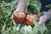 Ausveg Australian vegetables Capsicum