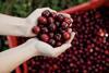 Spain Picota cherries in hand