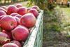 FR Pink Lady apples