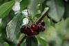 Cherries Cherry Growers Australia Agriculture Victoria traceability