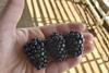 Aketzali  Blackberries