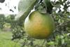 Forschung: Neue Erkenntnisse im Kampf gegen Citrus Greening Disease