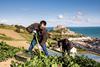 Jersey Royals are a much-loved crop