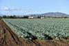 Cabbage production Gatton Queensland Adobe Stock
