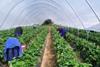 Unite plans labour assault on fresh produce industry