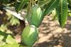 Greek mango