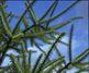 The trend this season is for large trees, reports the BCTGA
