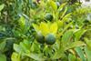Persian limes