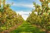 UK orchard fruit production increased in 2024-25