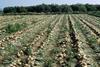 Indian onions
